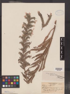 Image of Echium vulgare