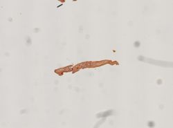 Coronadena mutabilis image