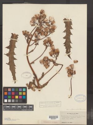 Erechtites hieraciifolia var. intermedius image