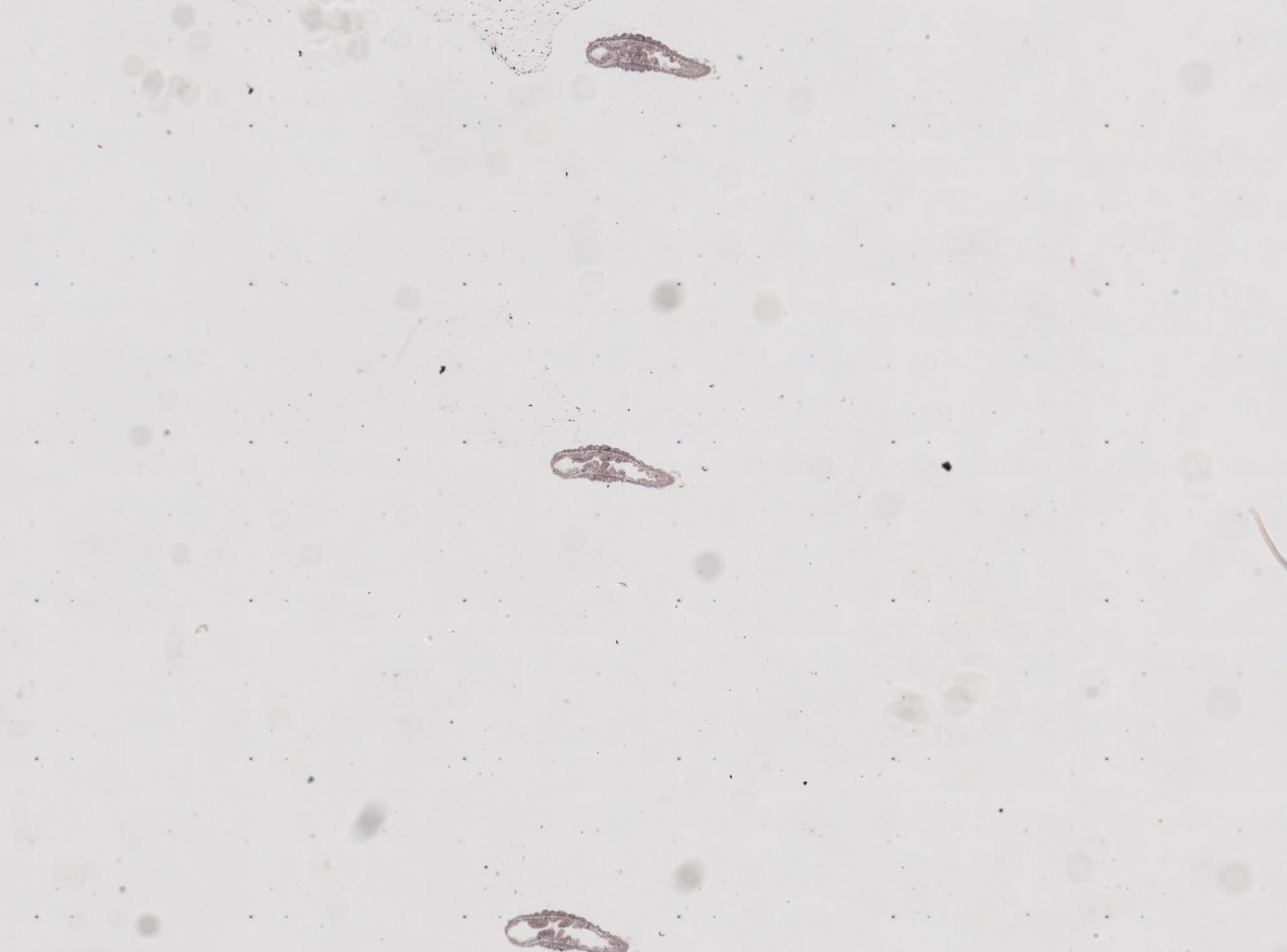 Protohydridae image
