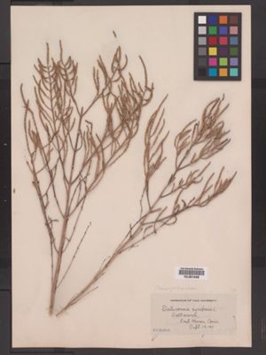 Salicornia depressa image