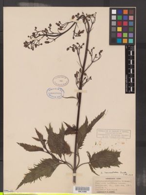 Image of Scrophularia lanceolata