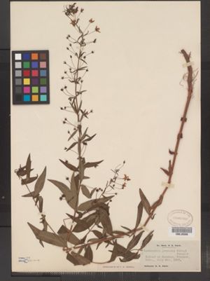 Image of Lysimachia ×producta