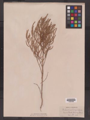 Salicornia depressa image