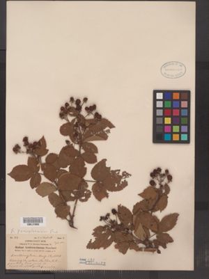 Rubus andrewsianus image