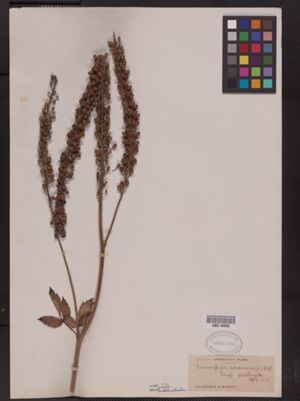 Actaea racemosa var. racemosa image