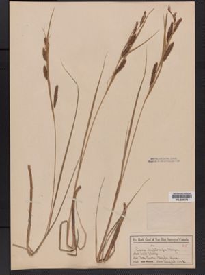 Carex lyngbyei image