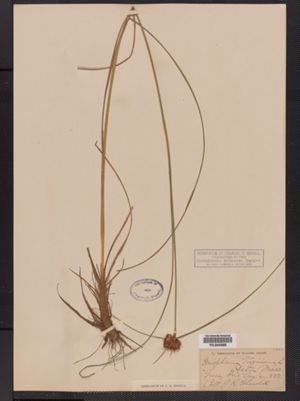 Eriophorum virginicum image
