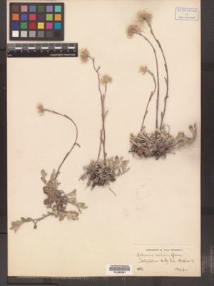 Antennaria howellii ssp. neodioica image