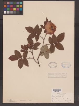 Rosa gallica image