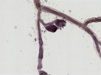 Cordylophora caspia image