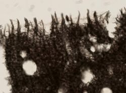 Neopetrosia vanilla image