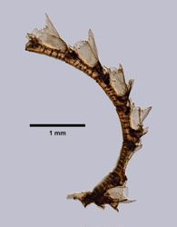 Aglaophenopsis cornuta image