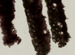 Vetulina stalactites image