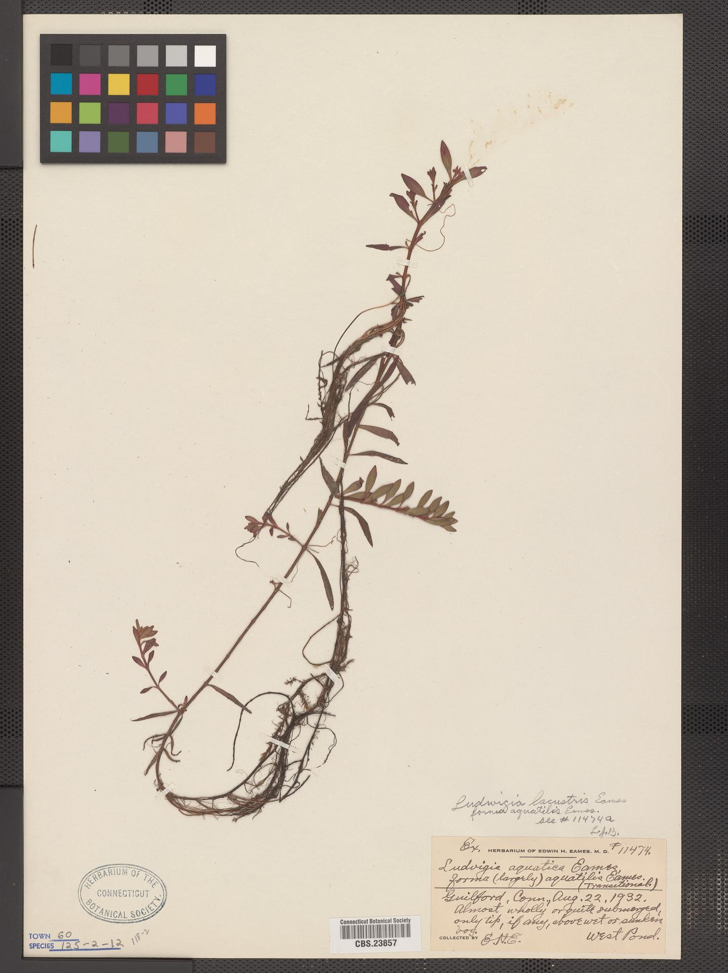 Ludwigia lacustris f. aquatilis image