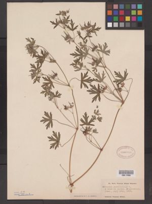 Geranium carolinianum image