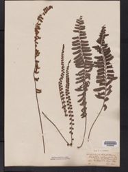 Bolbitis asplenifolia image