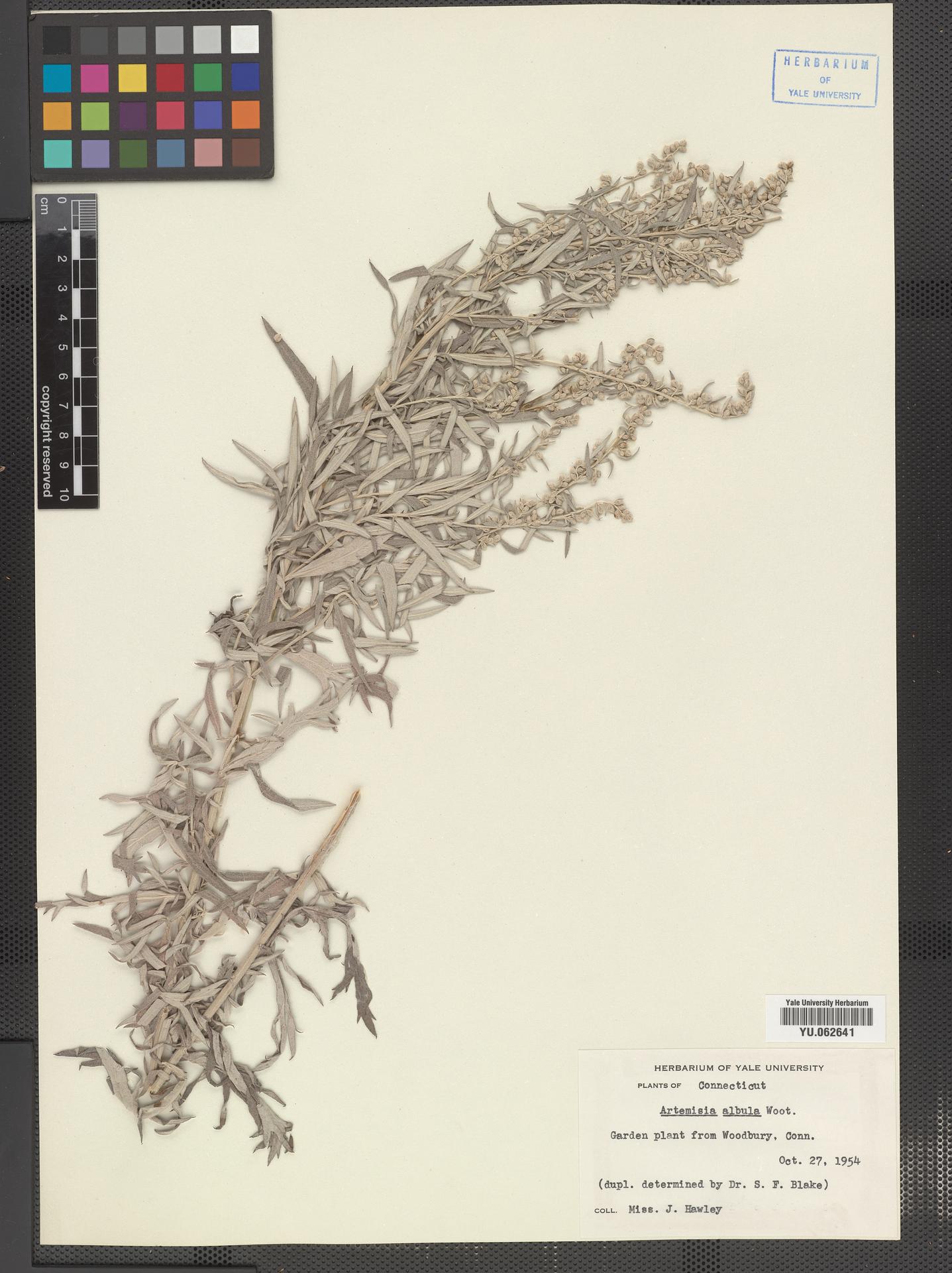 Artemisia ludoviciana ssp. albula image
