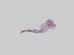 Hyalella azteca image