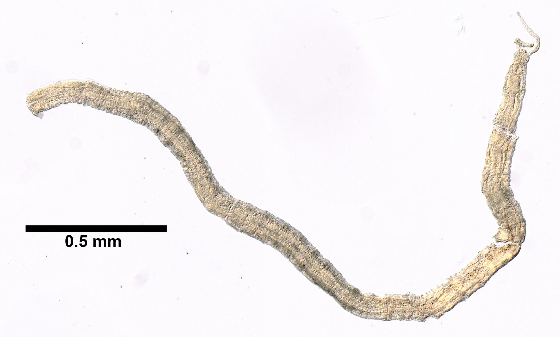 Protodrilidae image