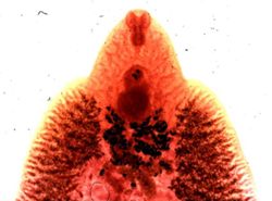 Fasciola hepatica image