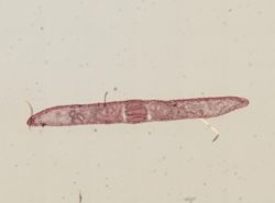 Phagocata gracilis image