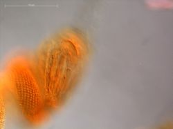 Agalma elegans image