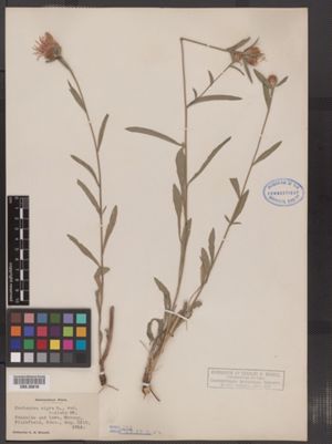 Centaurea nigra var. radiata image