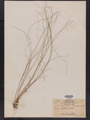 Carex leptalea image