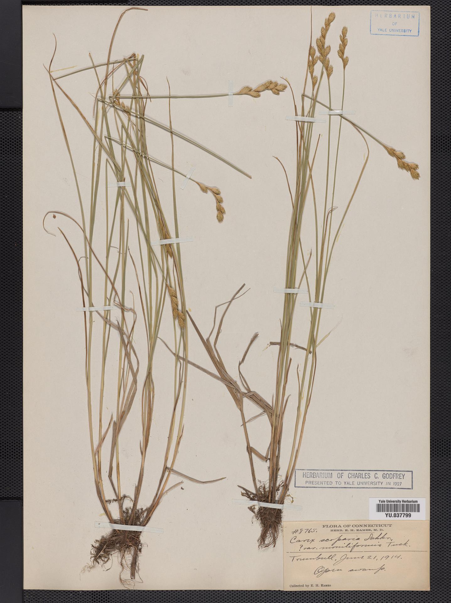 Carex scoparia var. moniliformis image