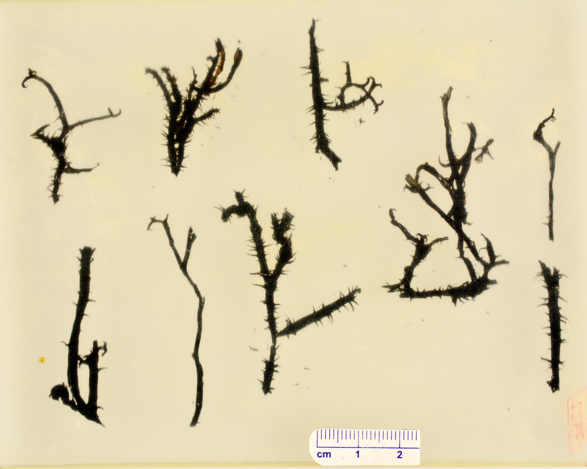 † Psilophyton crenulatum image