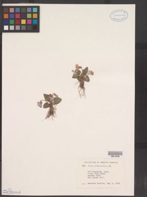 Viola sagittata var. ovata image