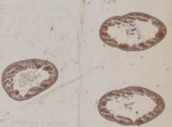 Amphiporus angulatus image