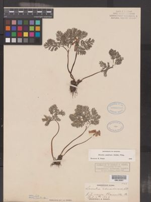 Image of Dicentra canadensis