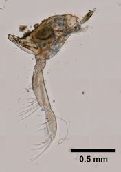 Gammarus oceanicus image
