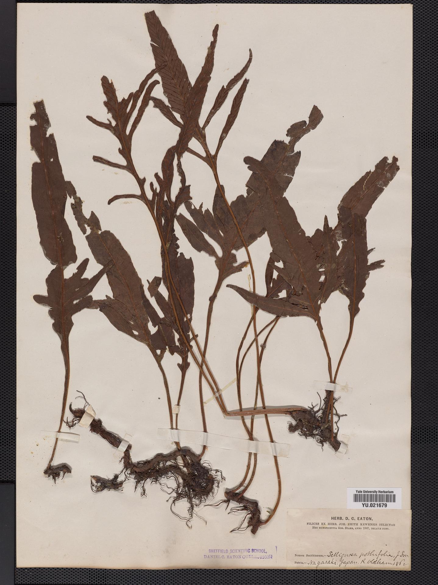Leptochilus pothifolius image
