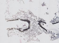 Halichondria bowerbanki image