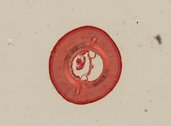 Fragilonemertes rosea image