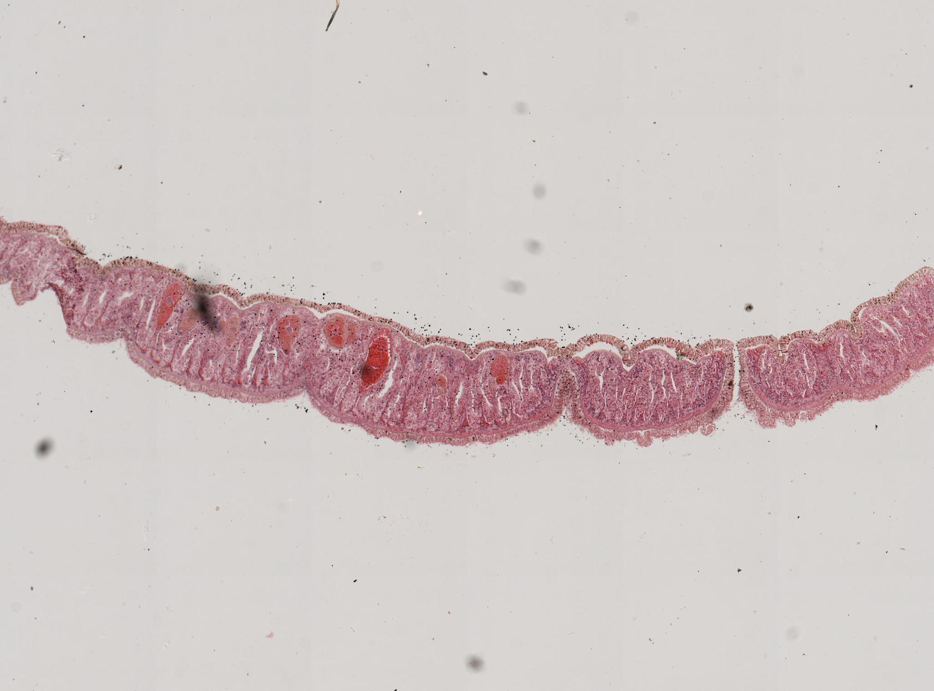 Cestoplanella microps image