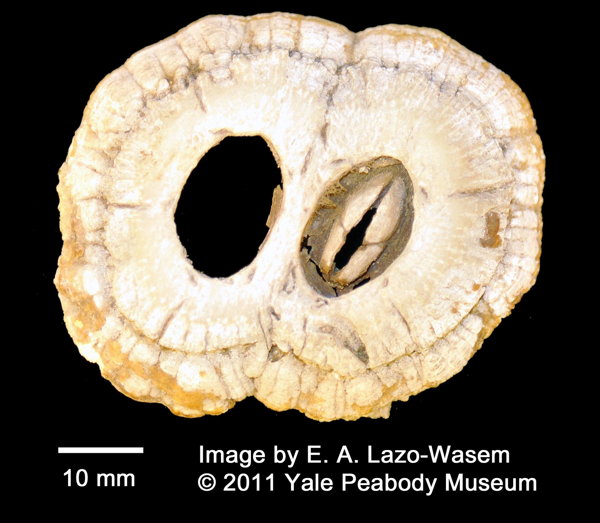 To Yale Peabody Museum of Natural History (YPM IZ 002732.CR)