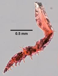 Scyphacella arenicola image
