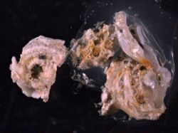 Microporella arctica image