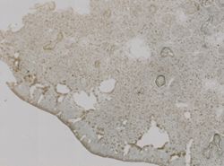 Pseudoceratina purpurea image