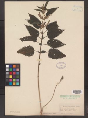 Urtica dioica ssp. gracilis image
