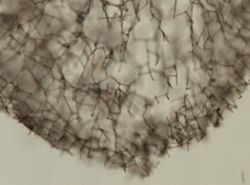 Haliclona gracilis image