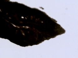 Stylocordyla borealis image