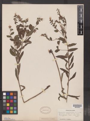 Image of Onosmodium virginianum