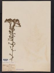 Athyrium filix-femina subsp. filix-femina image