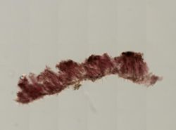 Acanthancora cyanocrypta image