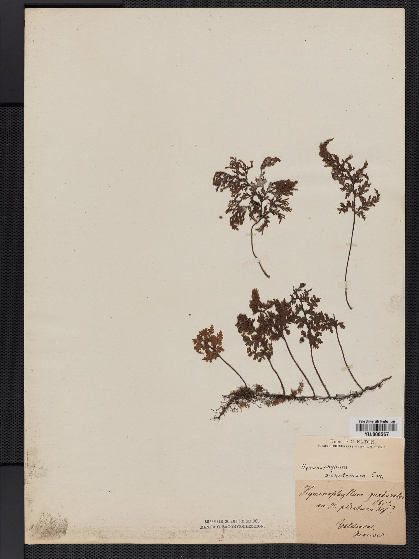 Hymenophyllum dichotomum image